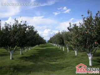 Huerta de Manzanas Rancho La Estación